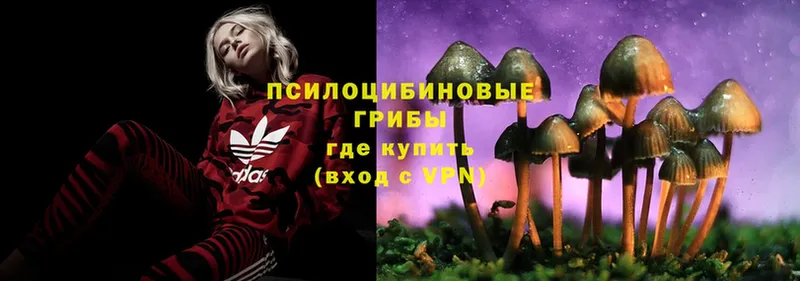 Псилоцибиновые грибы MAGIC MUSHROOMS Райчихинск